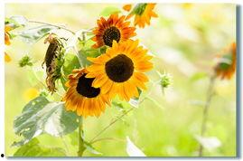 迟开的向阳花,绽放生命璀璨