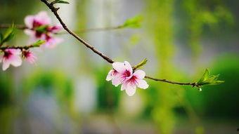 不留恋不沉迷姜小姐独美（她与鸢尾同绽）,姜小姐与鸢尾的共舞瞬间