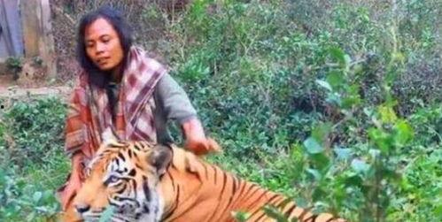 奉旨下山之山下女人是老虎,揭秘山下女人为何是老虎的传奇故事