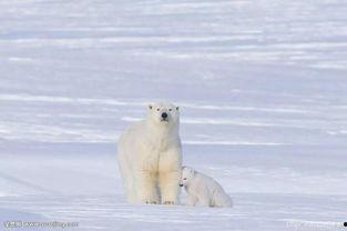 72大可爱动物,萌动世界的温柔守护者