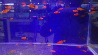 游走的小鱼,探寻游走水间的灵动精灵